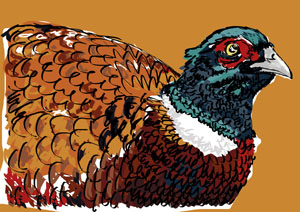 Digitally created Pheasant